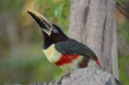/album/photo-gallery-wildlife1/chestnut-eared-aracari-pteroglossus-castanotis-araras-jpg/